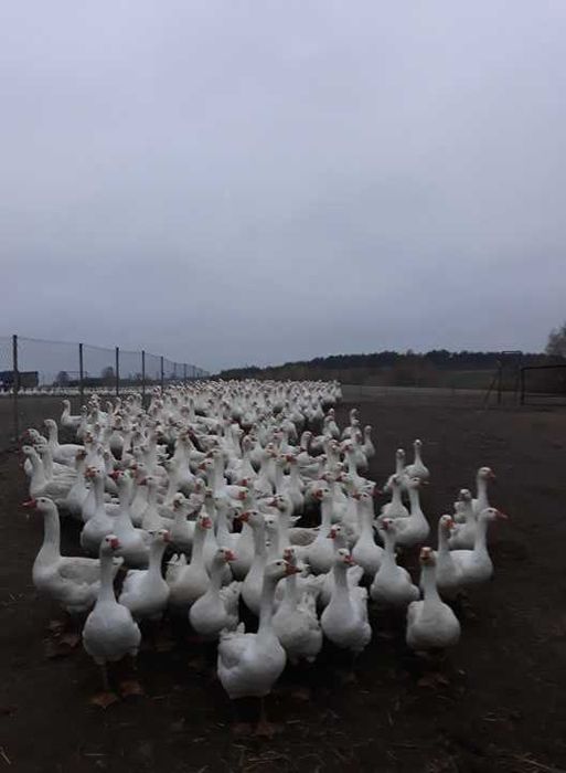 Gęsi, gęś biała kołudzka 9tyg. 21,5zł /kg