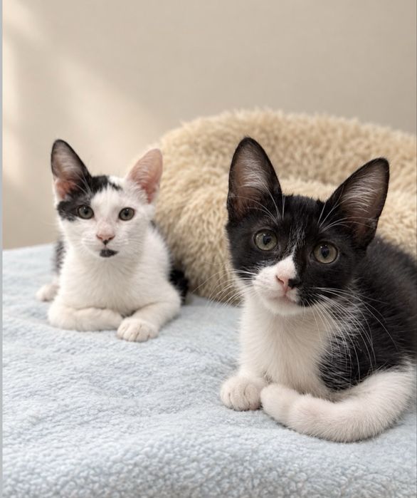 Gatinhos bebés para adoção responsável