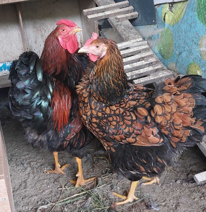 Galo e galinhas para mudar de capoeira