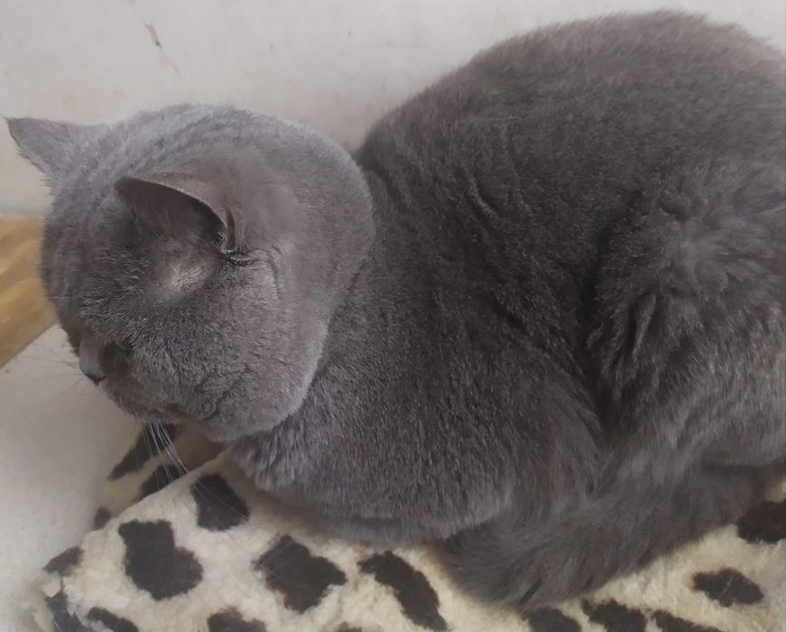 Молодий прямовухий красень.