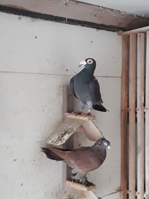 Gołębie rasowe kościerzyna