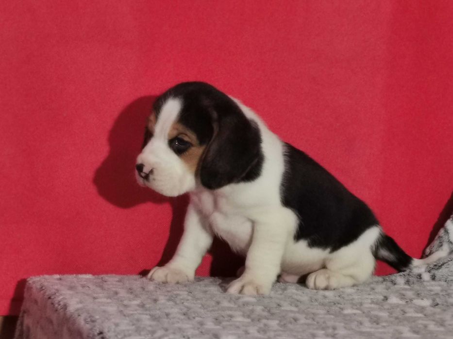 Beagle piękny piesek 8 tygodni