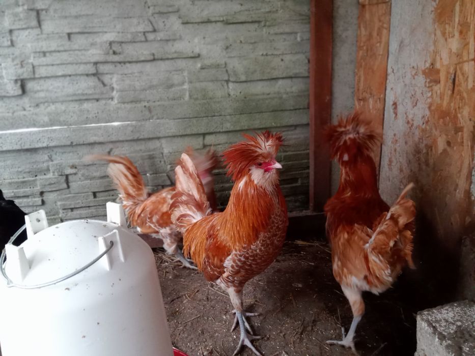 Czubatki wielbłondzie