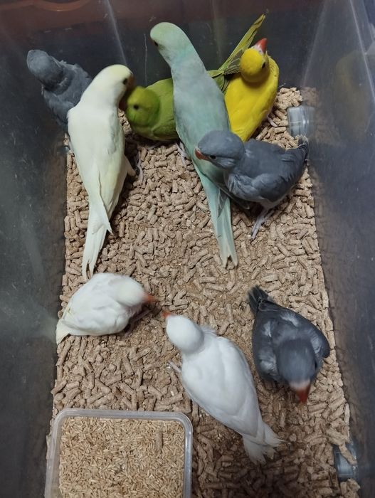 Ring necks novos, adultos e criados a mão