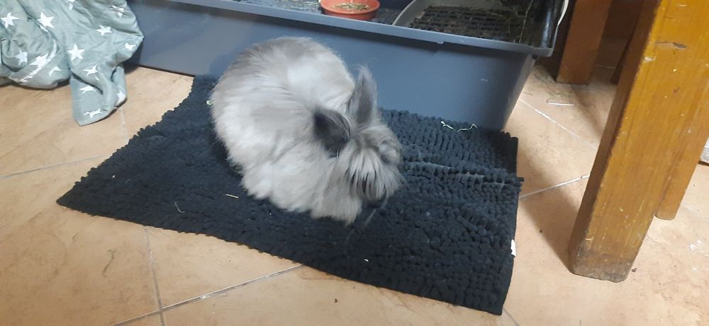 Krolik miniaturka angora angielska York