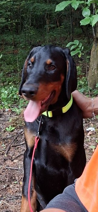 Doberman szczenie FCI