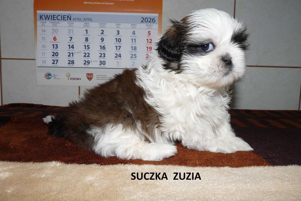 Shih Tzu, suczka Zuzia do odbioru od 4 kwietnia.