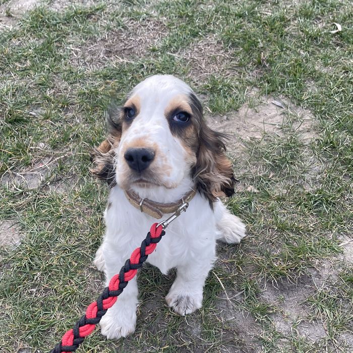 Piesek Cocker Spaniel Angielski bialo-sobolowe