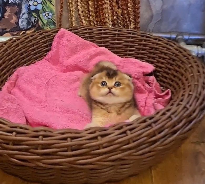Ласковый и нежный котик