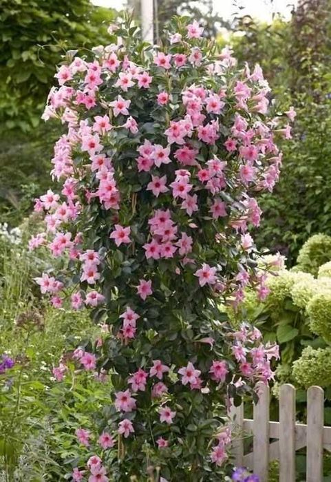 Дипладения CREAM PINK
