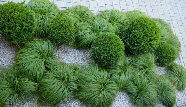 Turzyca wiosenna 'The Beatles'