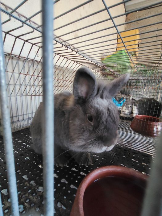 Coelhos anões adultos
