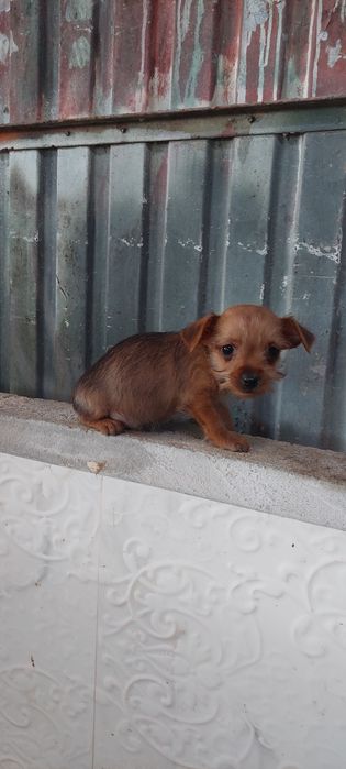 Yorkshire x chichuachua