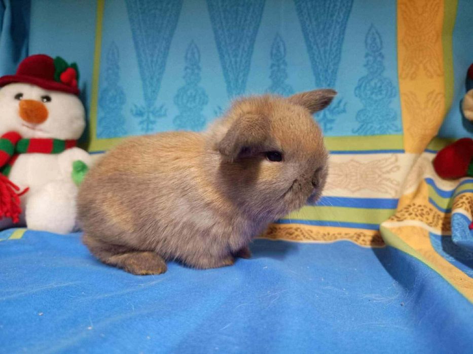 Sprzedam króliczki mini loop mini lop