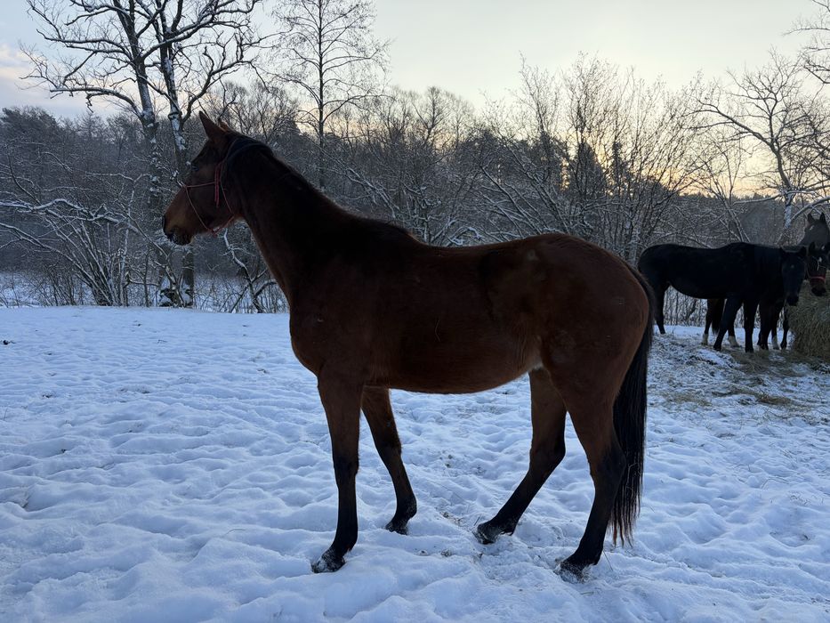 Klacz sp siodło skoki