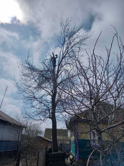 Зрізка аварійних дерев