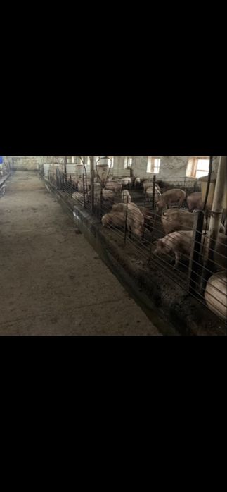 Ферма свиноферма вівчарня