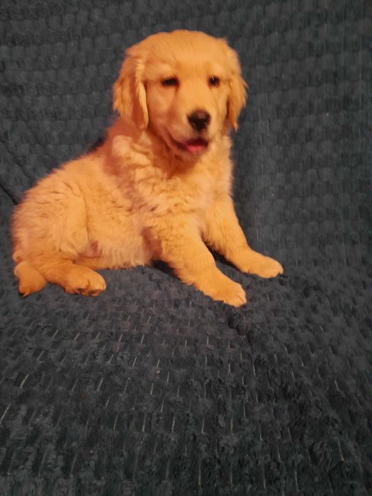 Szczenieta Golden Retrivier
