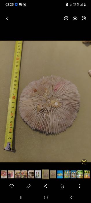 Продам ракушки и кораллы разные