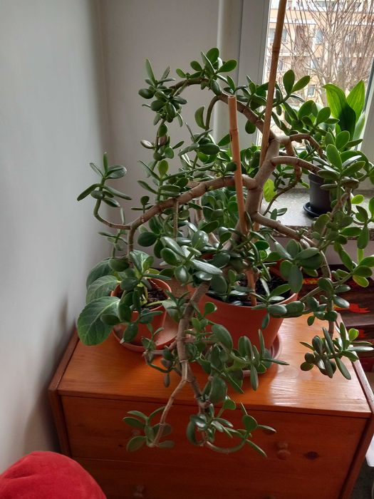 Fikus  wąskolistny i nie tylko