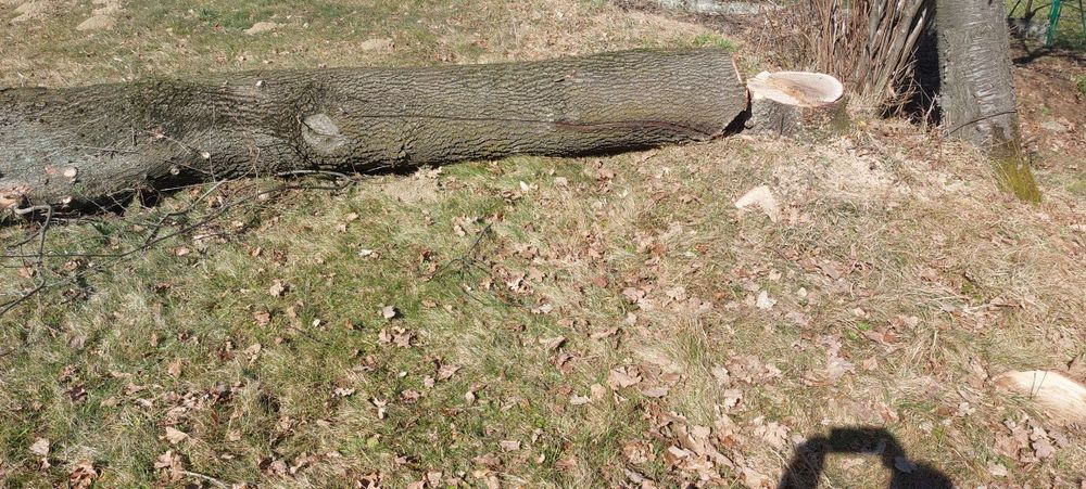 Dąb  tartaczny zdrowy