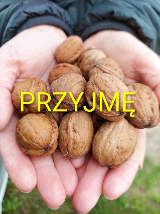 Orzechy włoskie w skorupie