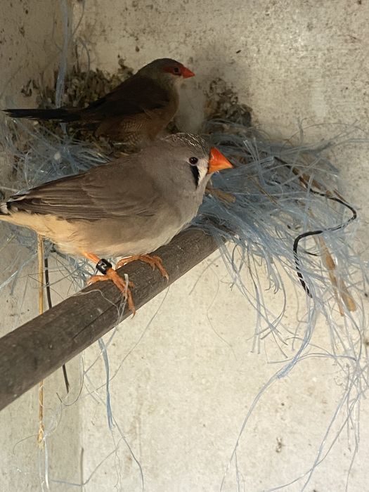 Vendo femea mandarim