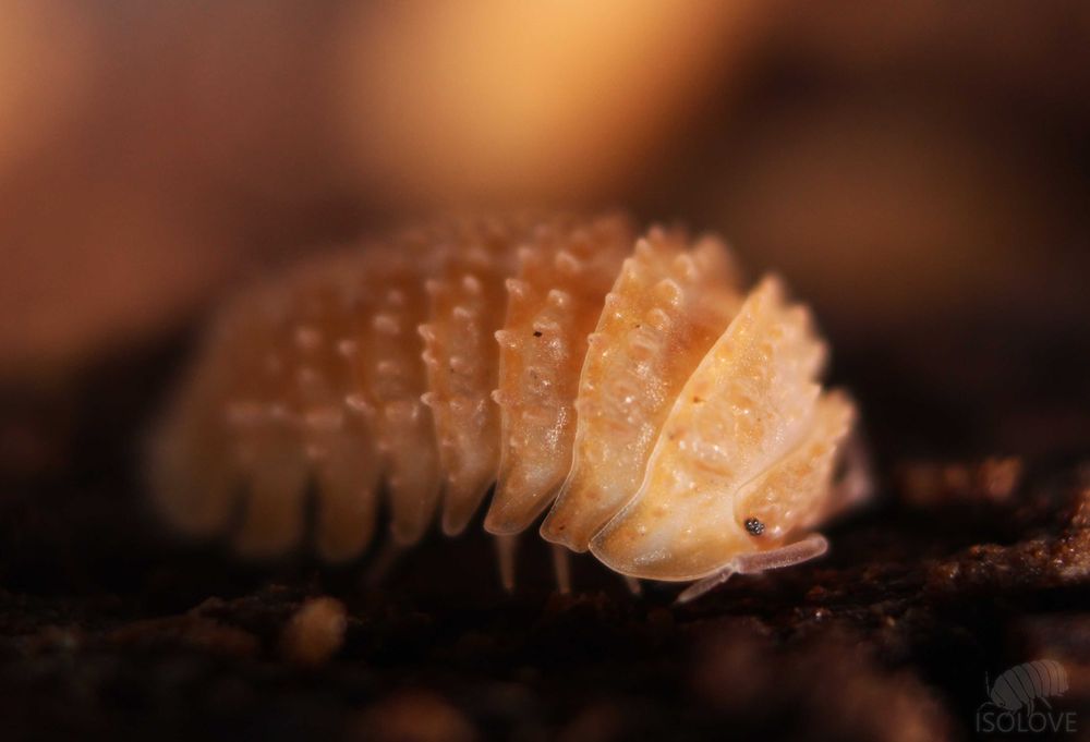 50 x Cristarmadillidium muricatum, kolczaste równonogi (isopoda)