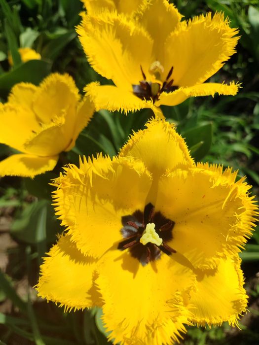 Тюльпани з клумби