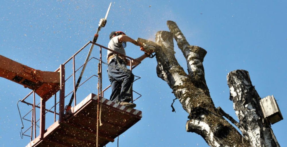 Wycinka/ ścinka drzew ,wynajem podnośnika ,malowanie elewacji,dachów