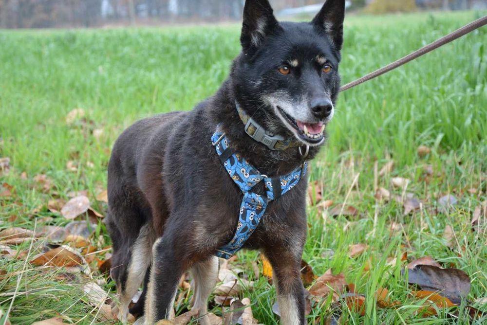 Przepiękna i majestatyczna Larisa szuka domu.