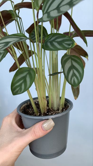 Продам Ктенанту Сетоза