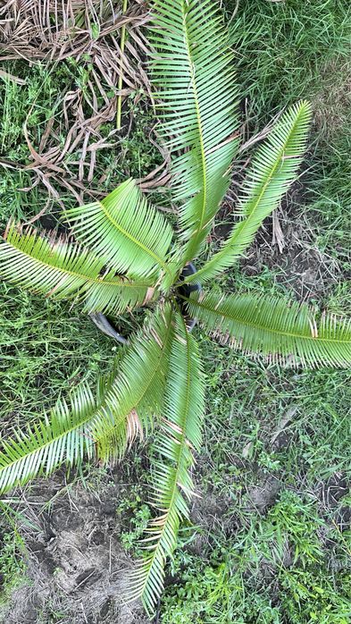 Cyca Dioon Edule Cica