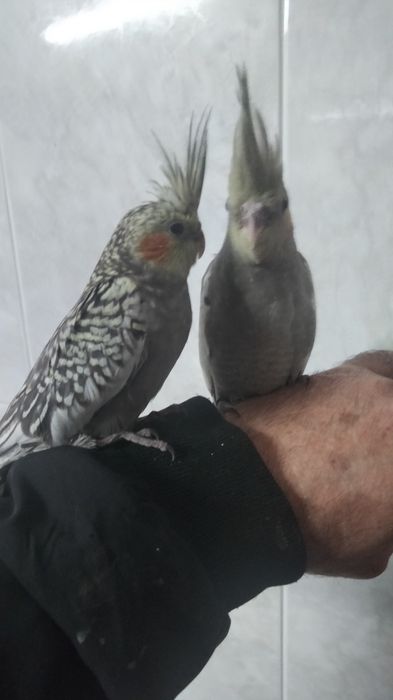 Caturra e agapornis criados á mão
