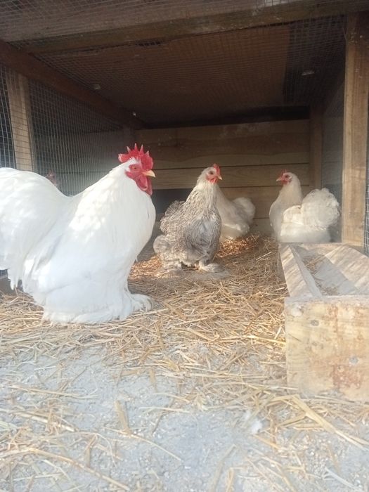 Jaja lęgowe karzełek kochin Brahma silki