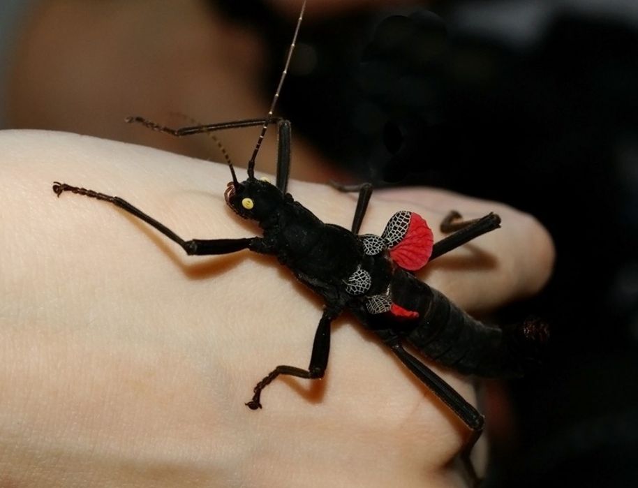 Перуанський кордільерський  палочник (лат. Peruphasma shultei)