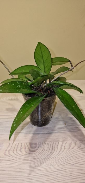 Kwiat doniczkowy hoja