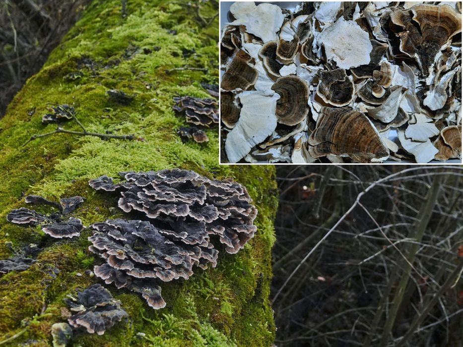 Wrośniak różnobarwny suszony 200g