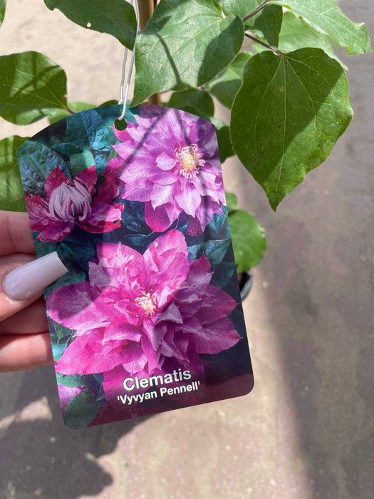Clematis Powojnik VYVYAN PENNELL