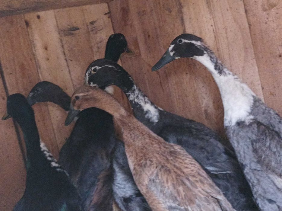 Witam sprzedam kaczki biegusy samce