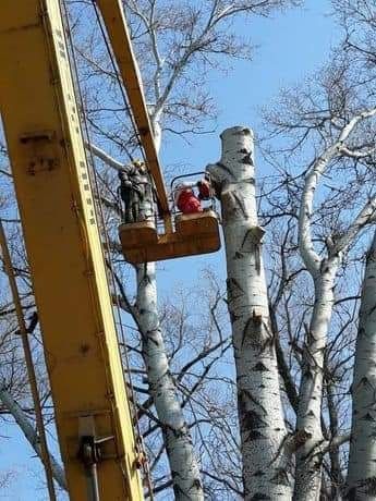 Спил аварійних дерев