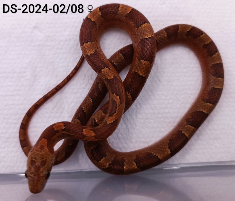 Węże zbożowe Bloodred 66%het Amel, Hypo.