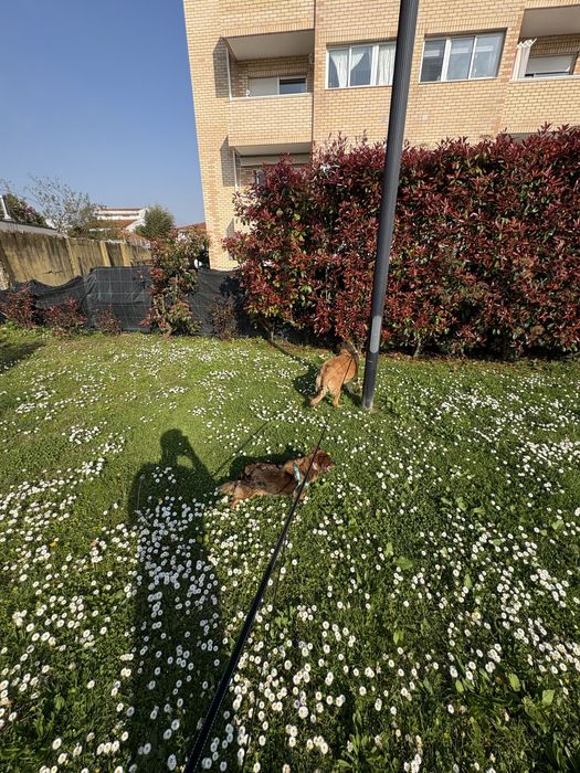 Cadelas para adoção [Urgente]