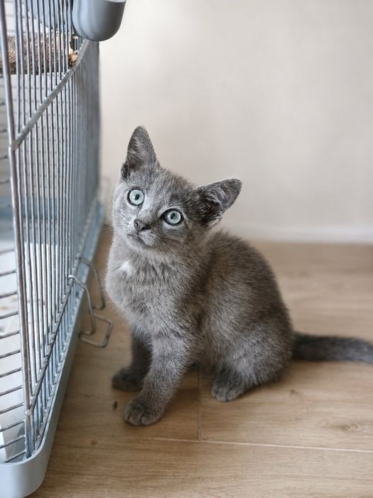 Котик в добрі руки