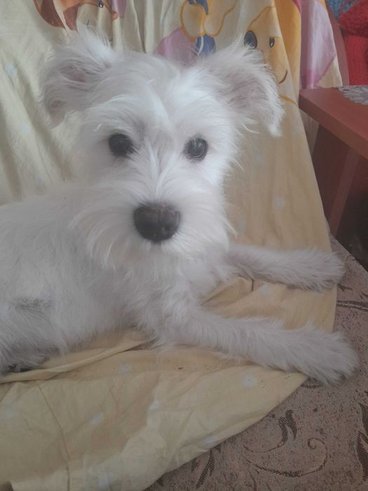 samczyk sznaucer miniaturowy biały