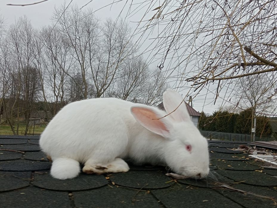 Samice królika duże