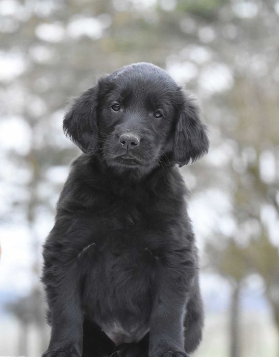 FLAT COATED RETRIEVER - czarna suczka odb Kwiecień