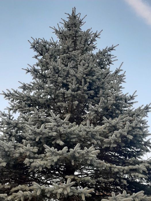 Świerk srebrny żywy brzoza dąb duże drzewo świeży rosnący.