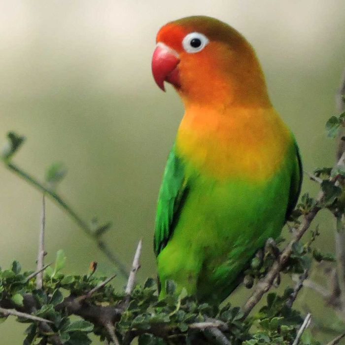 Vendo fichers machos e fêmeas desponiveis