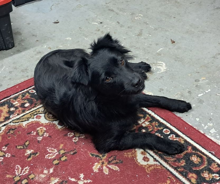 Xena szuka kochającego domku